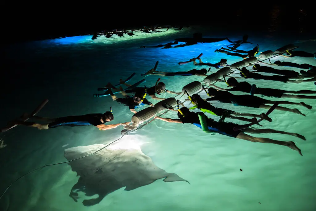 mantaray