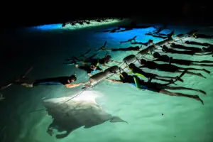 mantaray